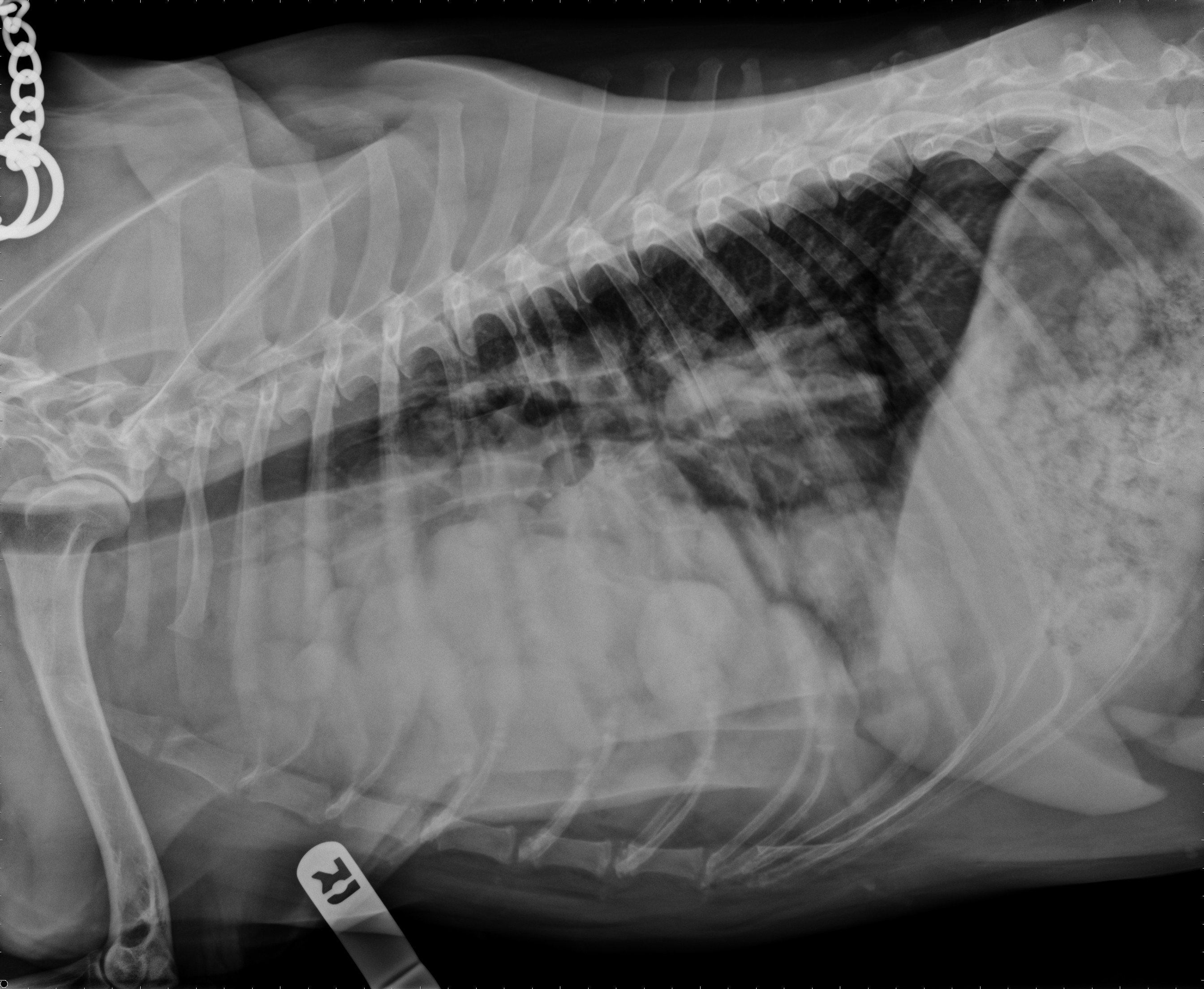 Are X Rays Safe For Dogs
