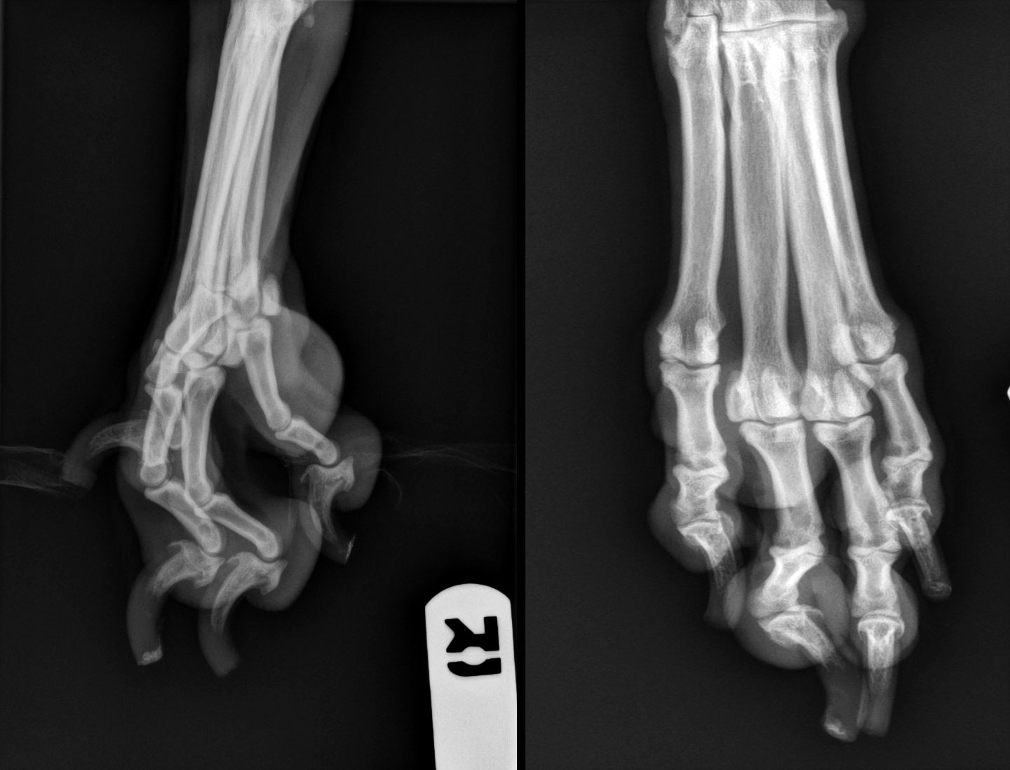 Radiographs Of The Dog Normal Anatomy Vet Anatomy 41 OFF